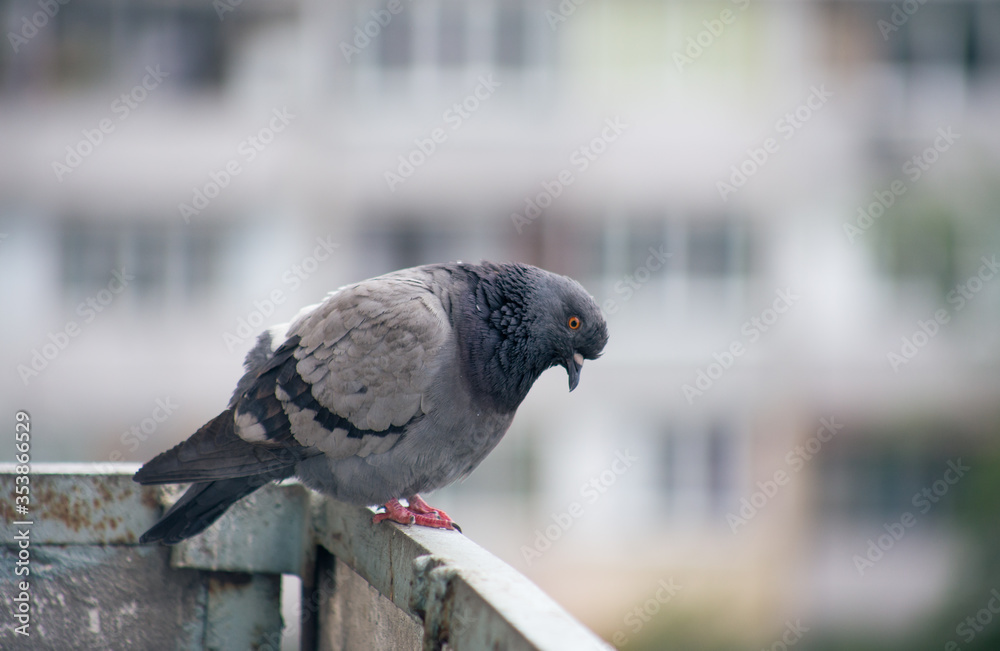 Fototapeta premium City pigeon sits on a fence in the street