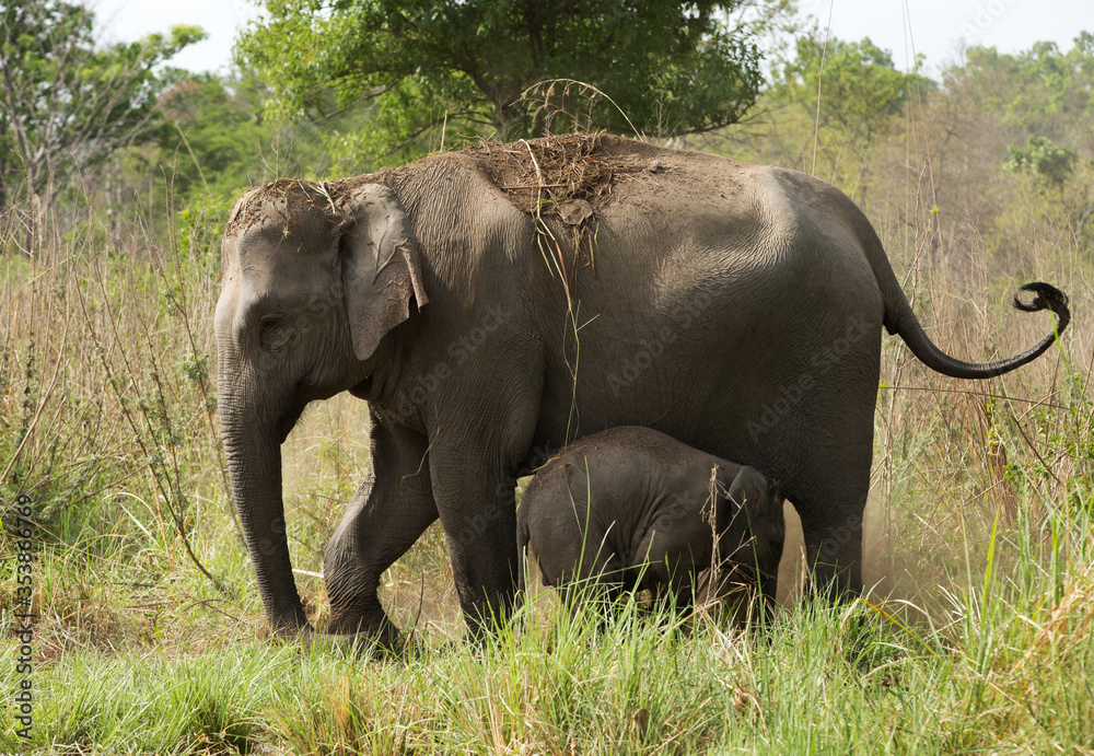 Fototapeta premium Mother elephant taking mud bath as well as protecting her calf, Jim Corbett National Park