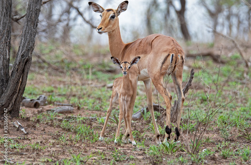 Impala family. Doe and fawn watching their surroundings  © Ellie