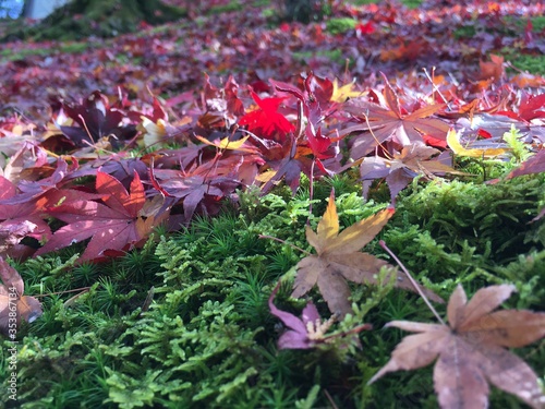 紅葉の絨毯