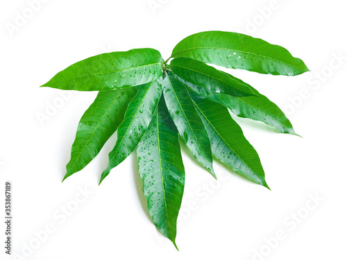 Mango leaf with water drop on white background, Fresh green mango leaves