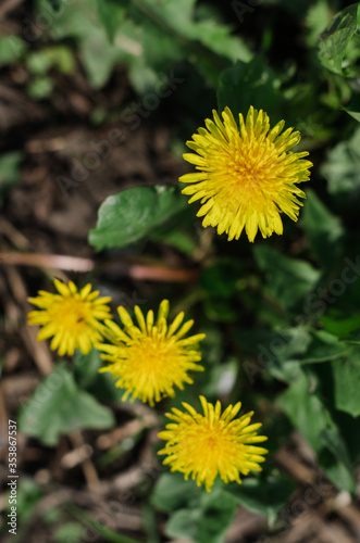 Blooming dandelions in a clearing in the Park