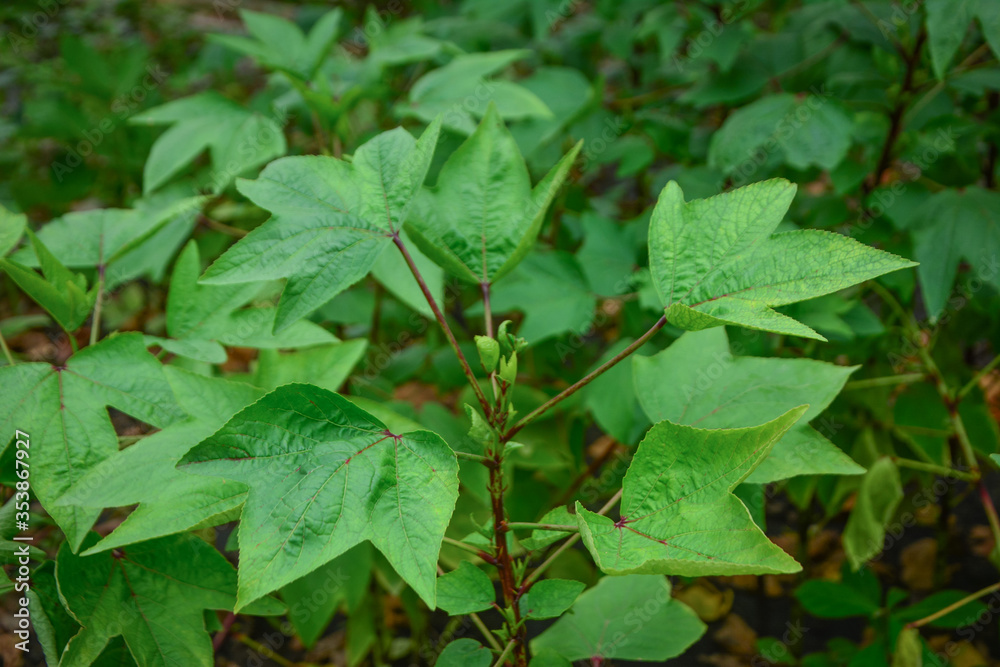 Roselle plant is Hibiscus Sabdariffa a species of Hibiscus and the advantage of this plant is antioxidant, Roselle plant leaves in the garden, Roselle is an herb and can be used to make beverages Roselle plant is Hibiscus Sabdariffa a species of Hibiscus and the advantage of this plant is antioxidant, Roselle plant leaves in the garden, Roselle is an herb and can be used to make beverages