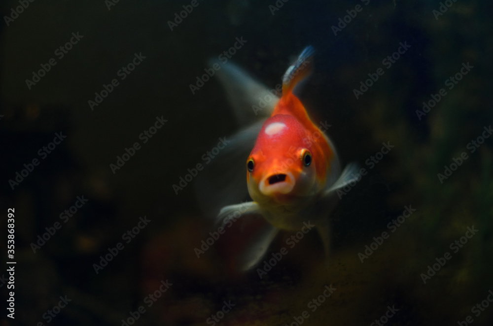 goldfish in the aquarium. the fish looks forward, opening its mouth. on a black background goldfish in the aquarium. the fish looks forward, opening its mouth. on a black background