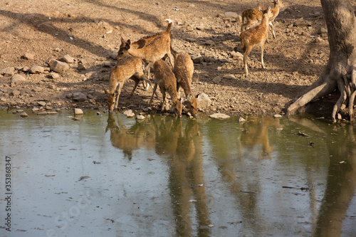 Cheetal drinking water in Ranthambore National Park © Dr Ajay Kumar Singh