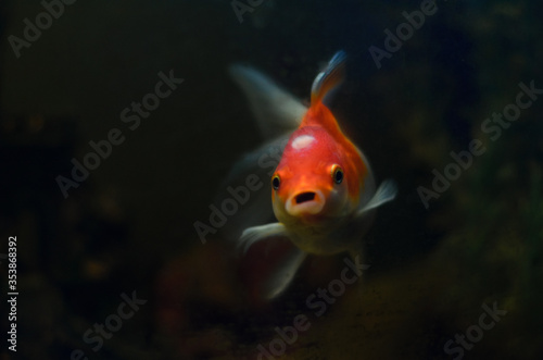 goldfish in the aquarium. the fish looks forward, opening its mouth. on a black background