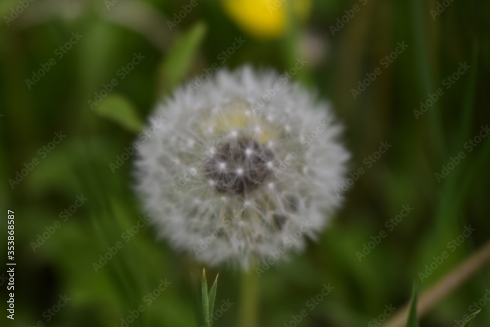 dandelion in the grass dandelion in the grass