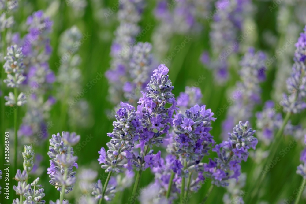 Fresh lavender purple field in nature background Fresh lavender purple field in nature background