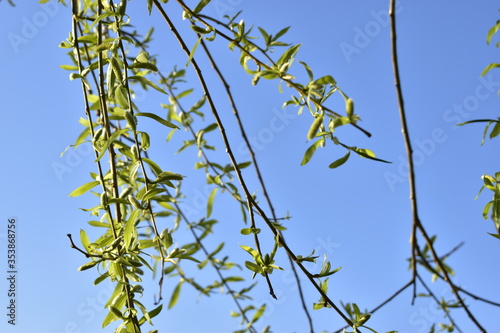 green leaves against blue sky