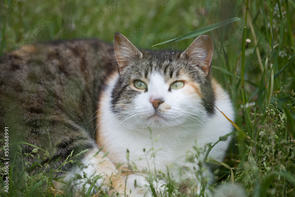 cute and beautiful tricolor cat resting in the green grass