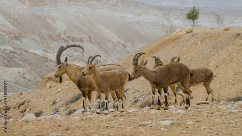 Photography Desert Ibex