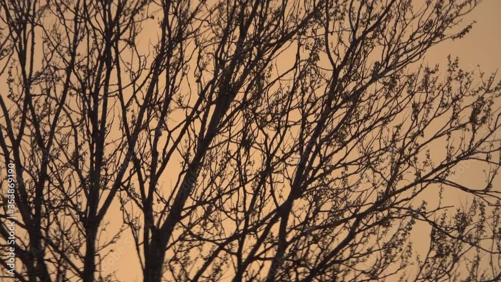 wind sways the branches at sunset. wind sways the branches at sunset.