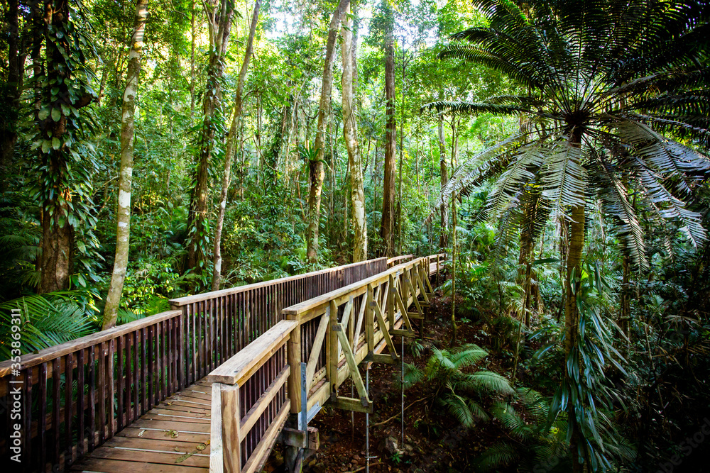 Obraz premium The Daintree Jindalba Boardwalk in Australia