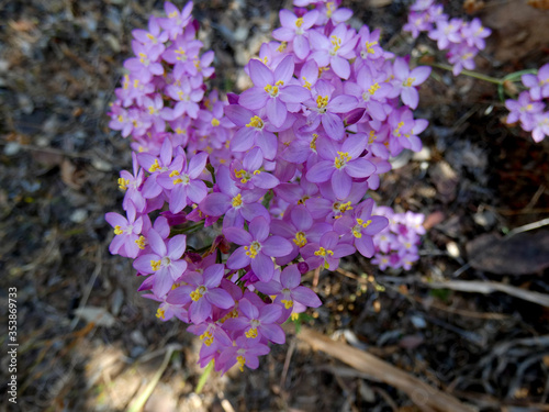 Fiore selvatico