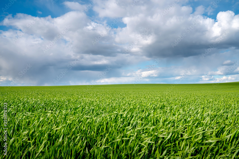Green grass field under beautiful sky Green grass field under beautiful sky