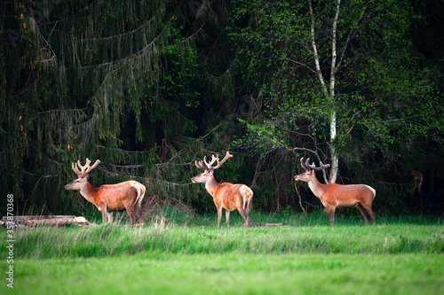 Deer with antlers in wildlife
