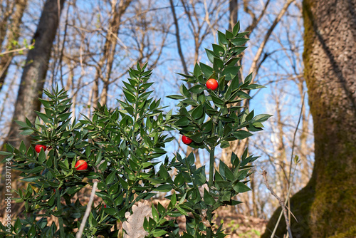 Cuadro en lienzo Ruscus aculeatus