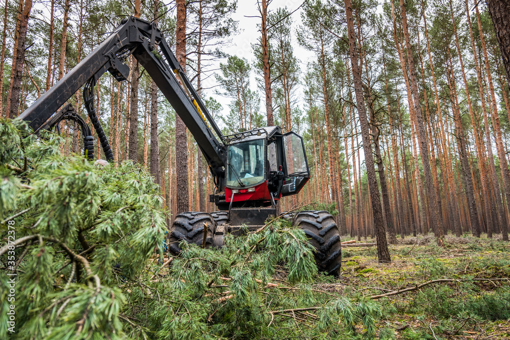 The forest harvester is working in a pine forest, sawing the trees. The forest harvester is working in a pine forest, sawing the trees.