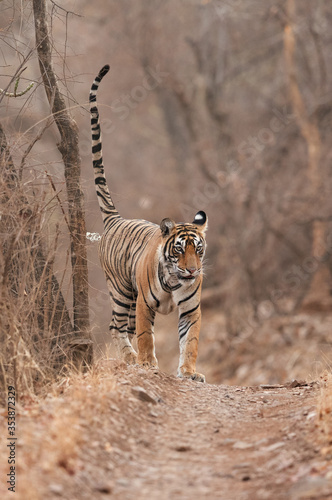 Tiger  Noor cub marking territory  Ranthambore Tiger Reserve