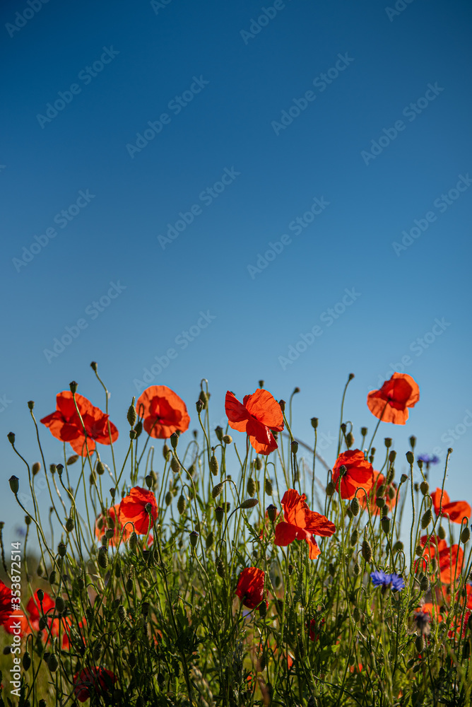 Obraz premium Mohnblumen auf Feld
