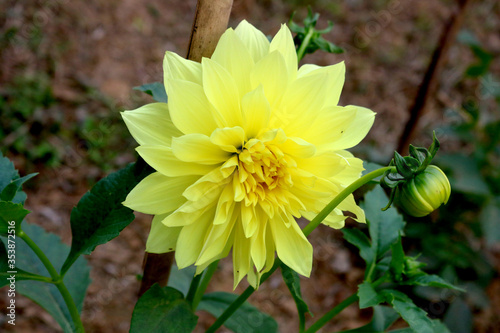 Beautiful Dahlia flower from garden