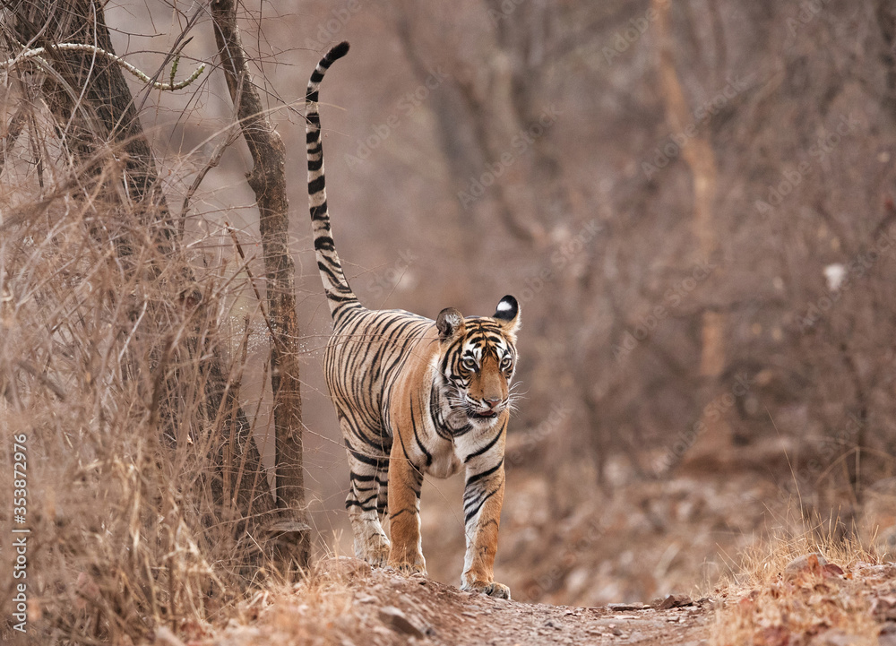 Tiger, Noor cub territory marking Tiger, Noor cub territory marking