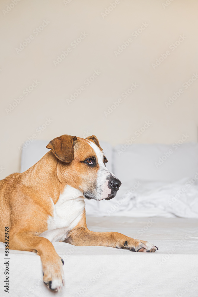 Staffordshire terrier on a white clean bed. Pets at home, alowing dogs on the couch Staffordshire terrier on a white clean bed. Pets at home, alowing dogs on the couch