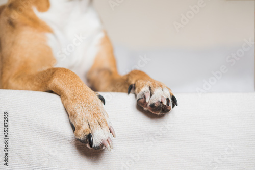 Paws of a dog on a white clean bed, close-up view. Pets at home, alowing dogs on the couch photo