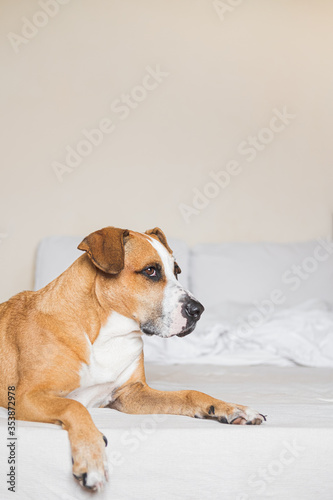 Staffordshire terrier on a white clean bed. Pets at home, alowing dogs on the couch