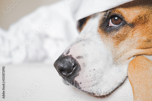 Close-up portrait of a dog covered in white blanket. Pets portraying staying home, in bed, being lazy and not going outside © Photoboyko