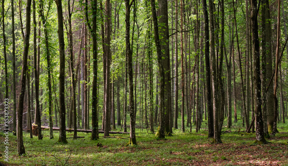 Springtime deciduous tree stand with hornbeams and oaks Springtime deciduous tree stand with hornbeams and oaks