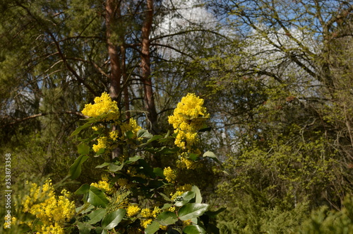 Fototapeta Naklejka Na Ścianę i Meble -  yellow flowers in spring
