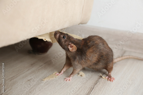 Rat near damaged furniture indoors. Pest control