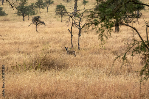 タンザニア・セレンゲティ国立公園の草原で、遠くに見えるブチハイエナ