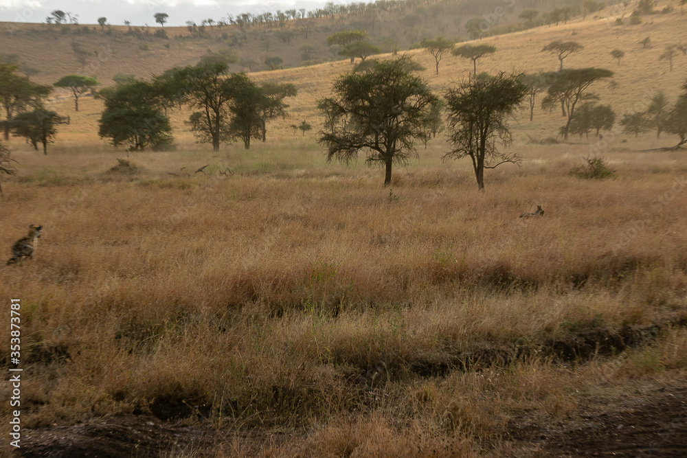 タンザニア・セレンゲティ国立公園で見かけた、セグロジャッカルを追いかけるブチハイエナ