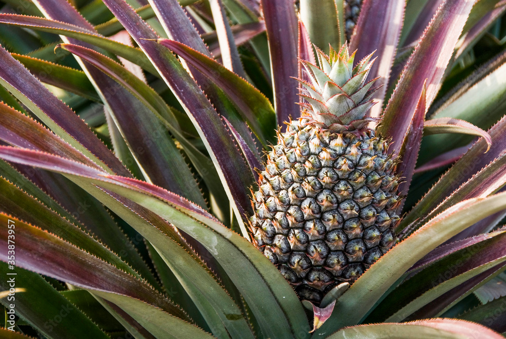 Fototapeta premium Pineapple soon to be harvest in the field, tropical fruit of Taiwan.