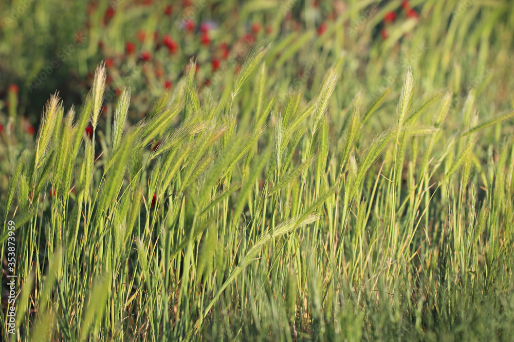 Field of young green spikelets flooded with sunlight. Red flowers in the background. Field of young green spikelets flooded with sunlight. Red flowers in the background.