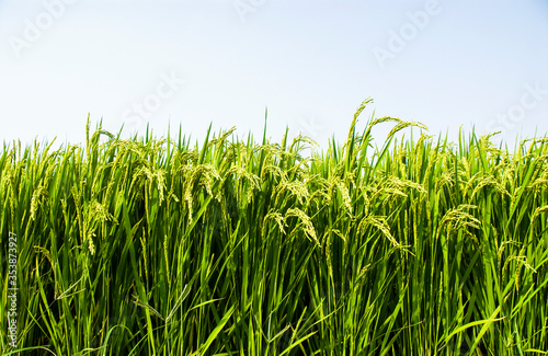 Rice crop soon to be harvest in the paddy field of Taiwan.
