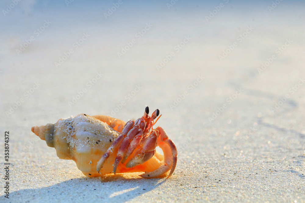 Close up of cute hermit crab carry beautiful shell crawling on the beach in warm sunlight of early morning. Hermit crab use empty shell as its safety home