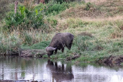タンザニア・セレンゲティ国立公園で見た、水を飲むバッファロー