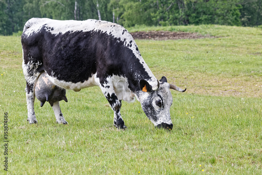 Vache de race Vosgienne.