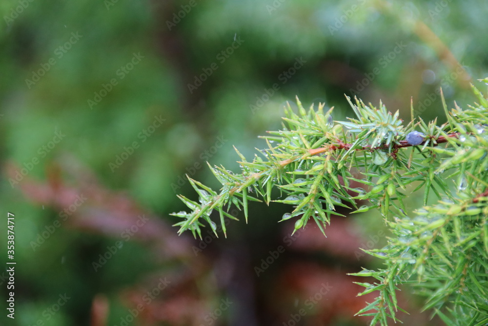 Regen Regen