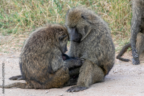 タンザニア・セレンゲティ国立公園で見かけた、毛繕いをしあうヒヒ（バブーン）
