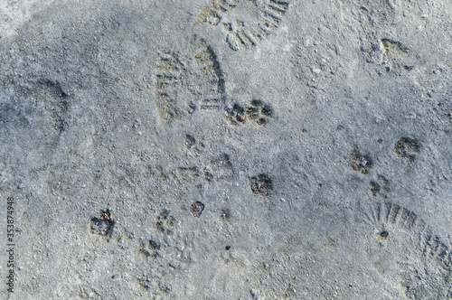 human and animal footprints on grunge concrete texture background