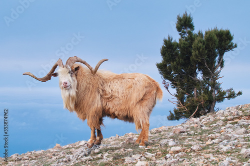 Portrait of wild goat on a mountainside in the daytime on a blue background.