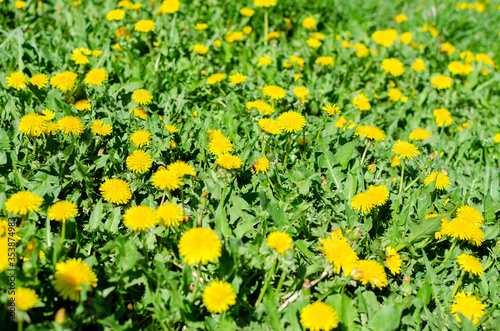blooming dandelions on a large field