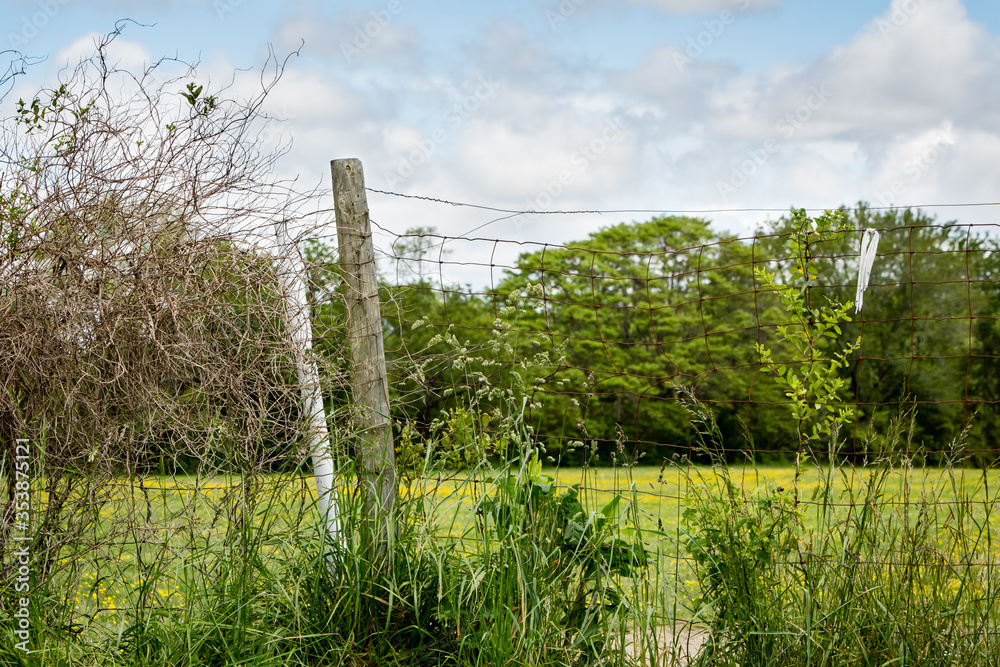 Fototapeta premium wire fence yellow flower field