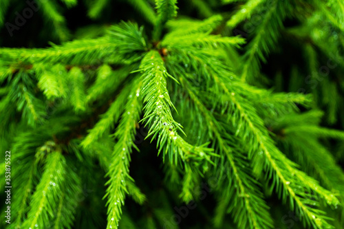 Young fir tree. Fir tree brunch close up.