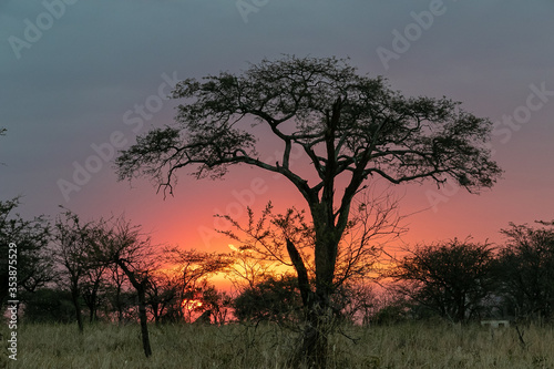 タンザニア・セレンゲティ国立公園のキャンプ場で見た、色鮮やかな夕焼け空とアカシアの木