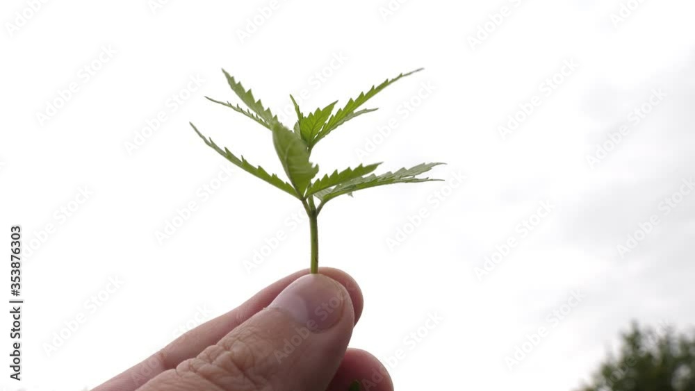 Sprout medical canabis, seedling grade sativa hands in white gloves. Sprout medical canabis, seedling grade sativa hands in white gloves.